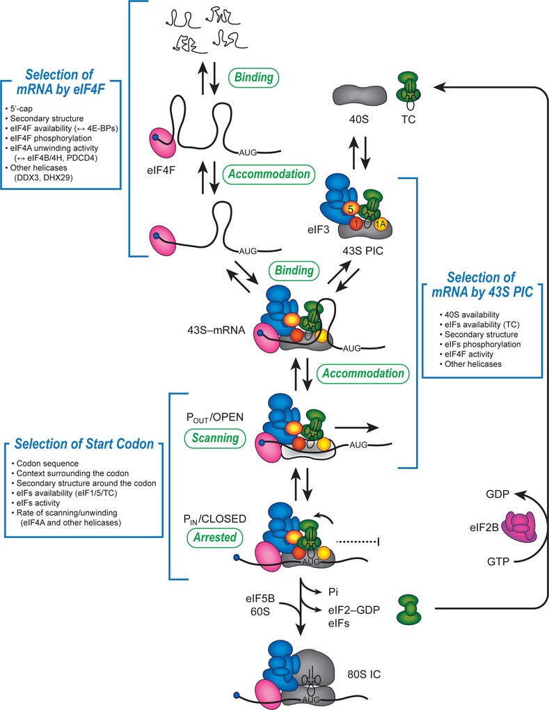 Cap-dependent translation initiation monitored in living cells