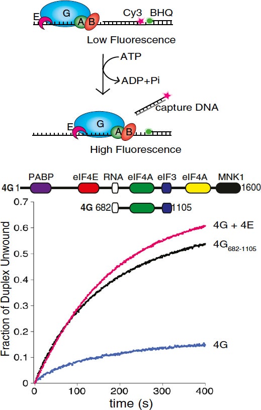 Cap-dependent translation initiation monitored in living cells