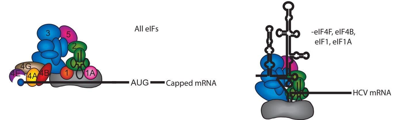 Cap-dependent translation initiation monitored in living cells